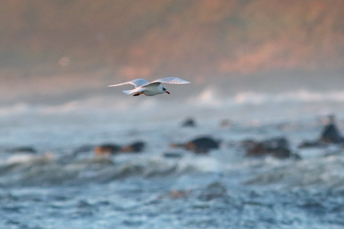 Mediterranean Gull - ML629548555
