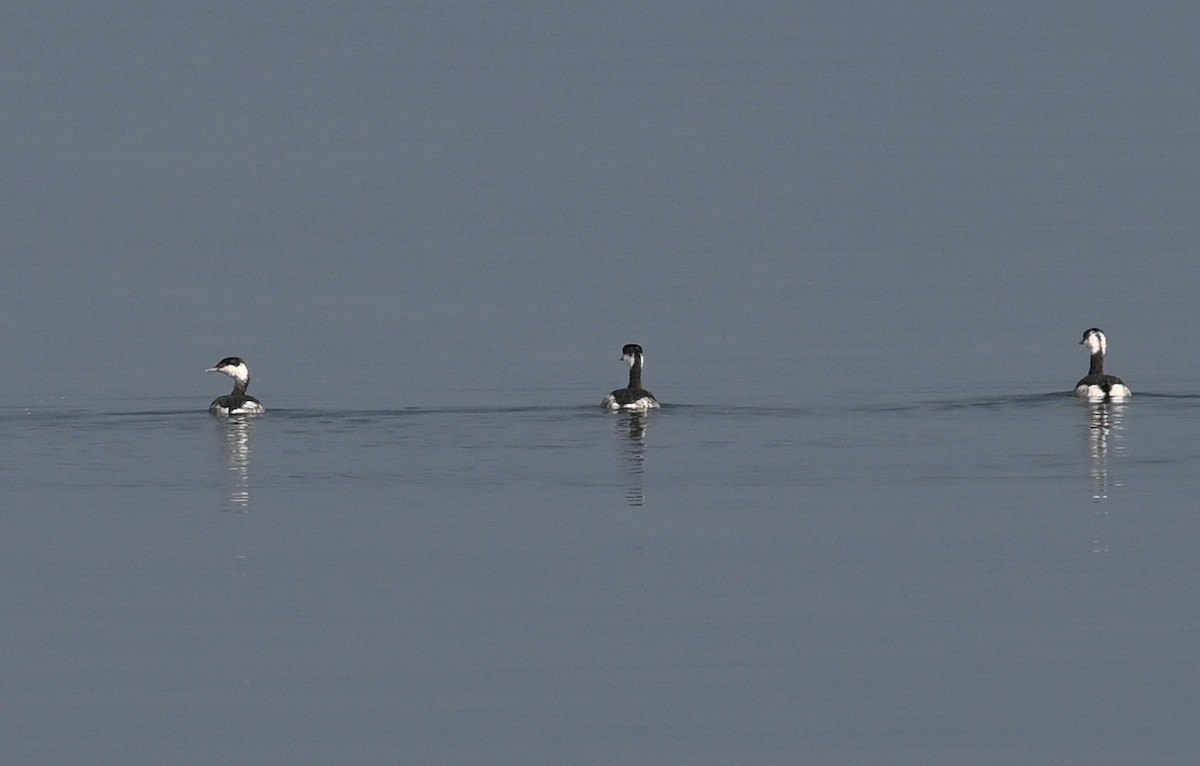 Horned Grebe - ML629548607