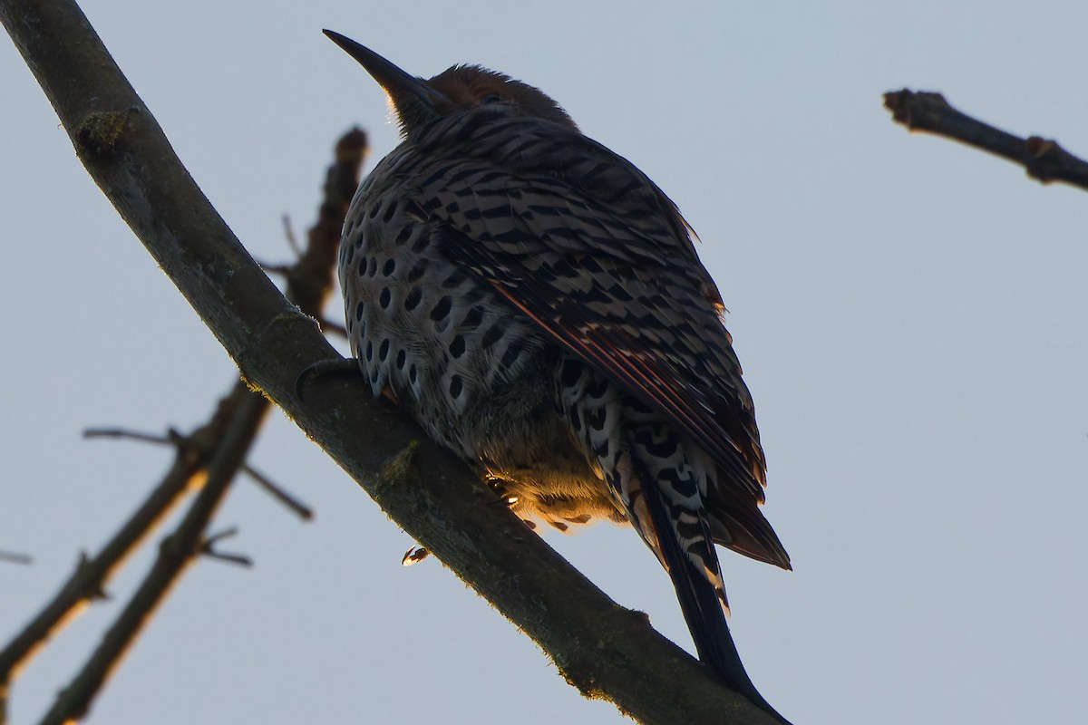Northern Flicker - ML629548653