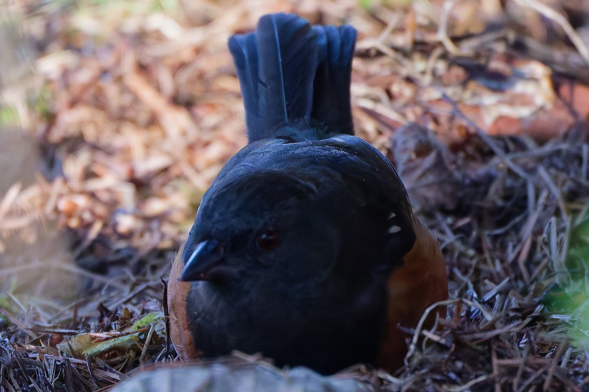 Spotted Towhee - ML629548707