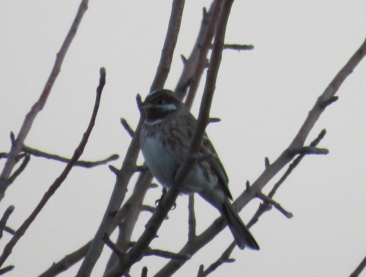 Pine Bunting - ML629548724