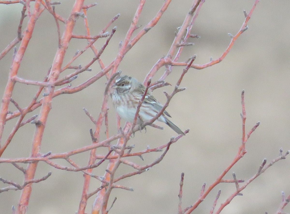 Pine Bunting - ML629548751