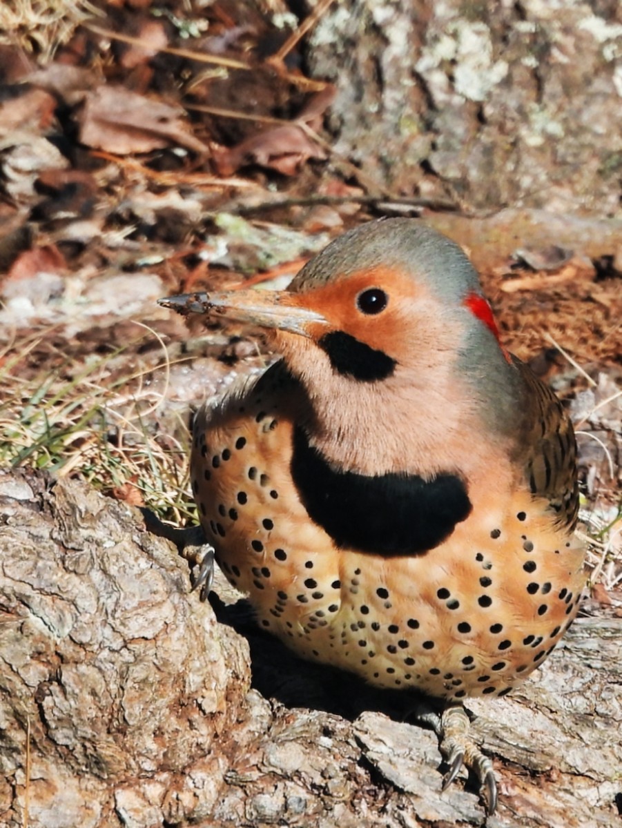 Northern Flicker (Yellow-shafted) - ML629548763