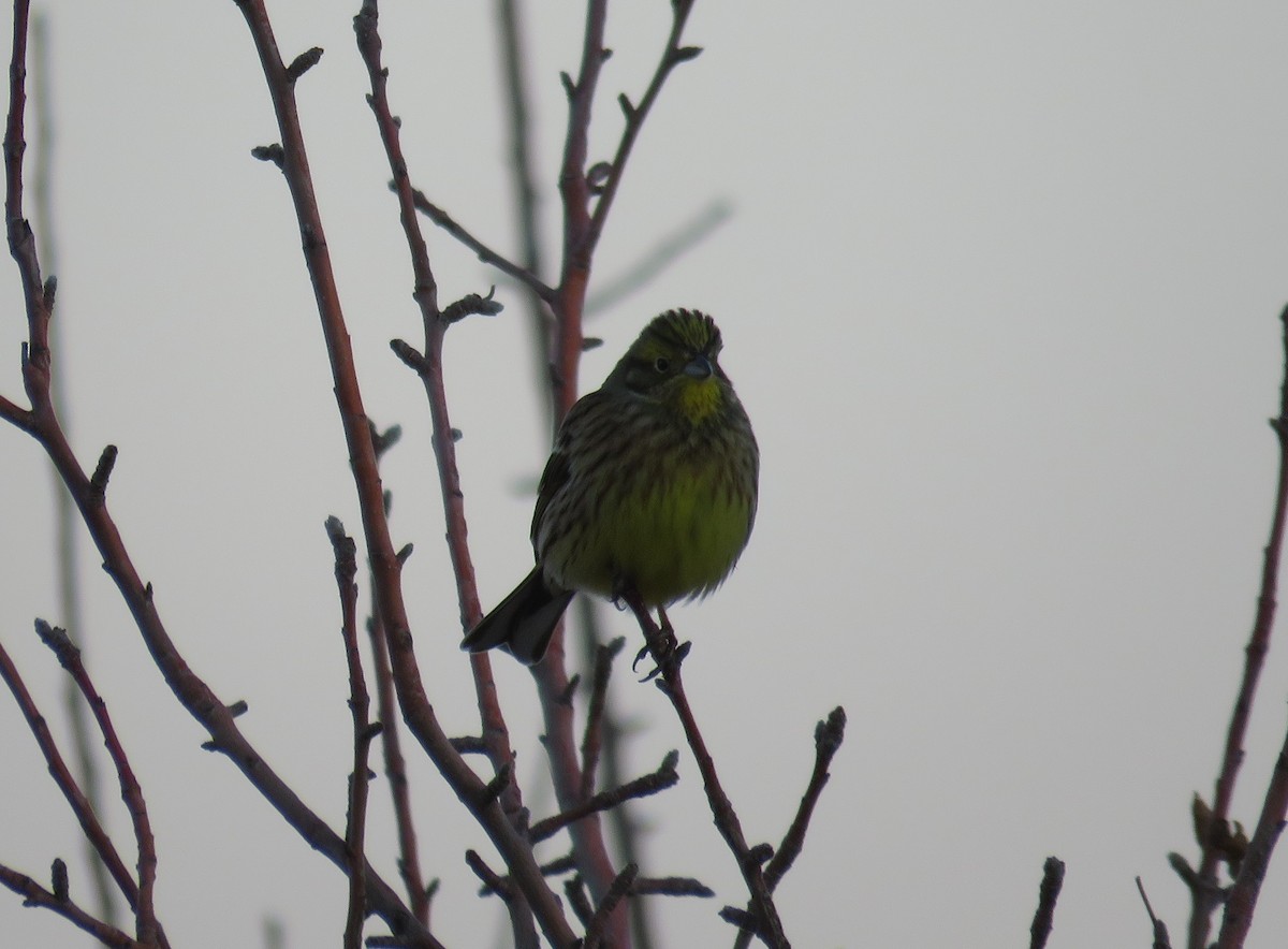 Yellowhammer - ML629548776
