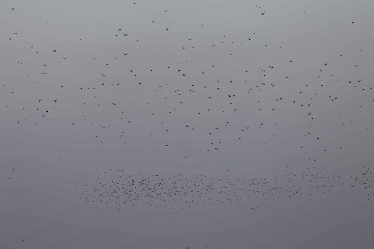 Icteridae, unbestimmt - ML629548803