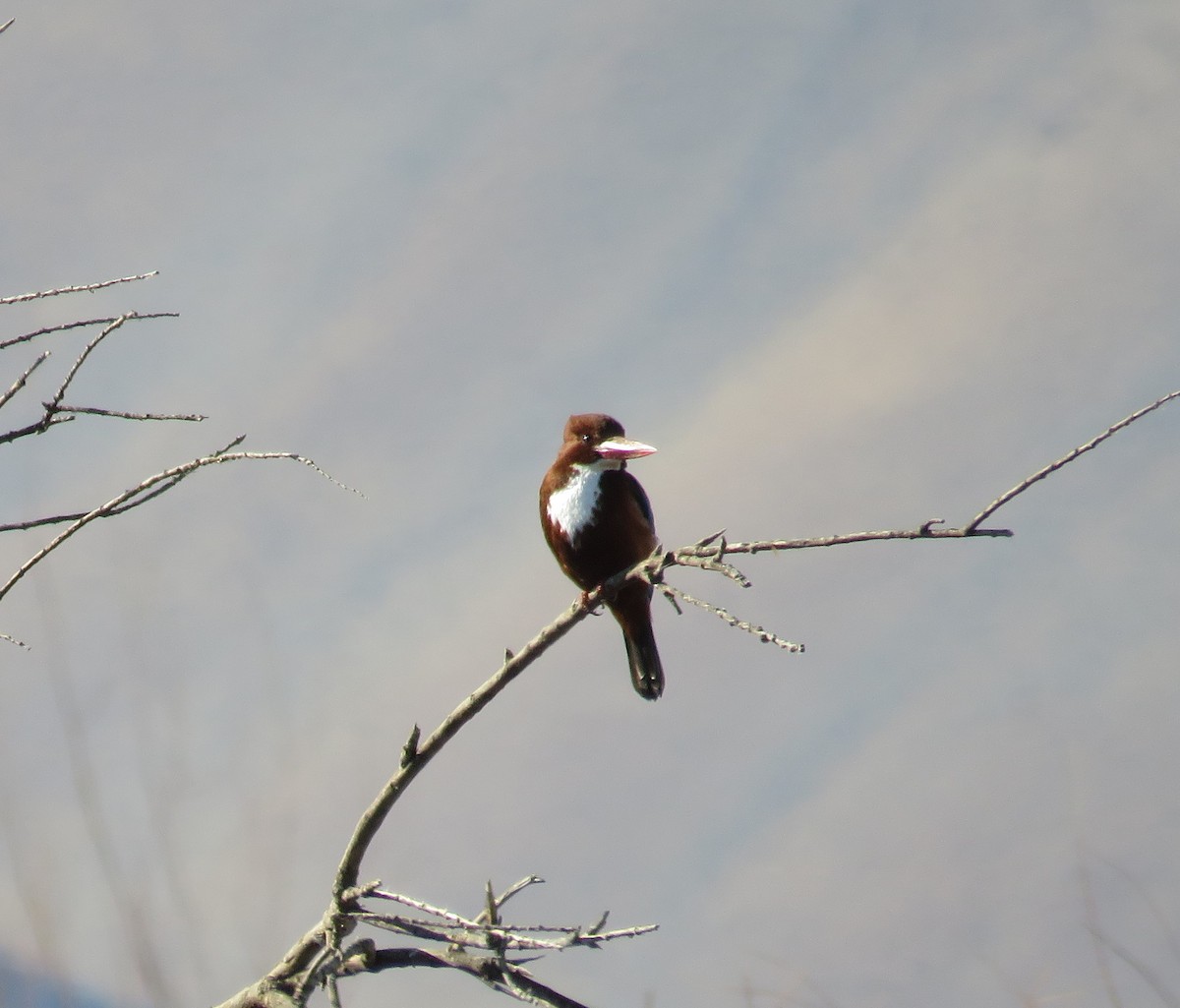 White-throated Kingfisher - ML629548910
