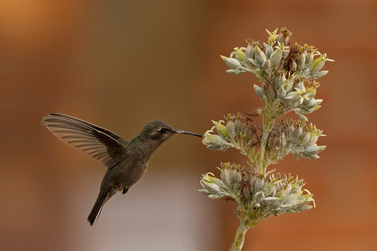 Blue-throated Mountain-gem - ML629548919