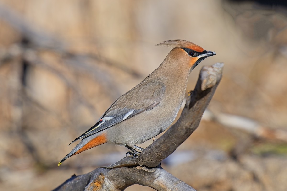 Bohemian Waxwing - ML629549286