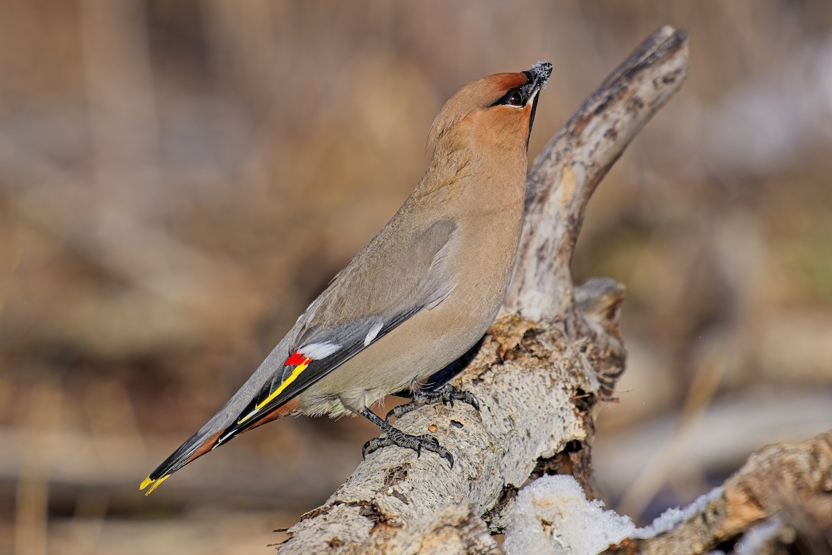 Bohemian Waxwing - ML629549287