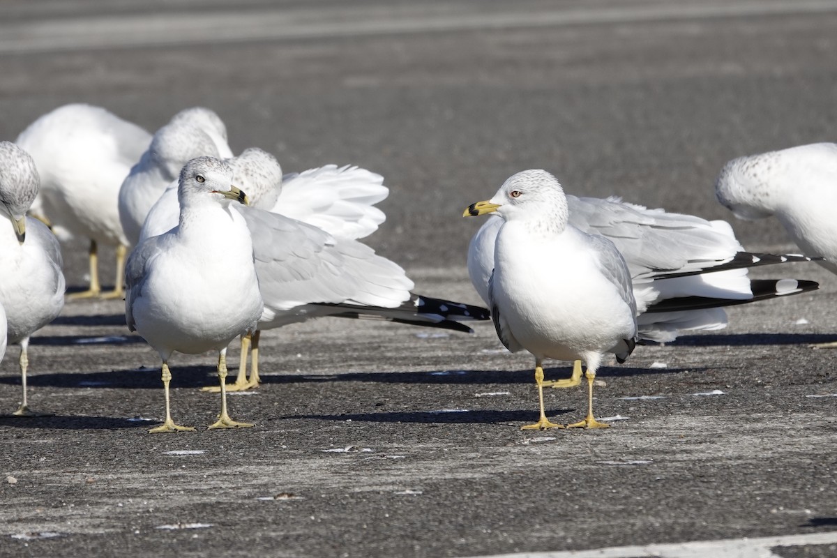Ring-billed Gull - ML629549360