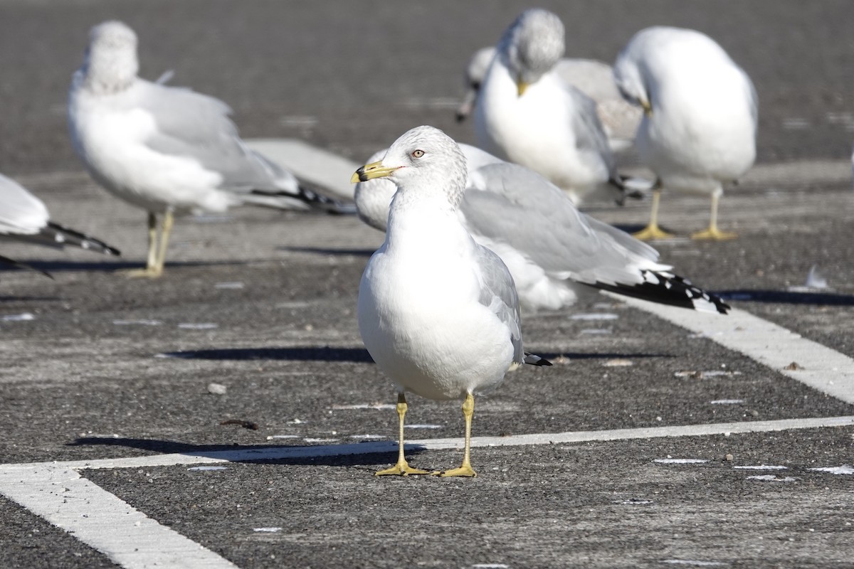 Ring-billed Gull - ML629549361