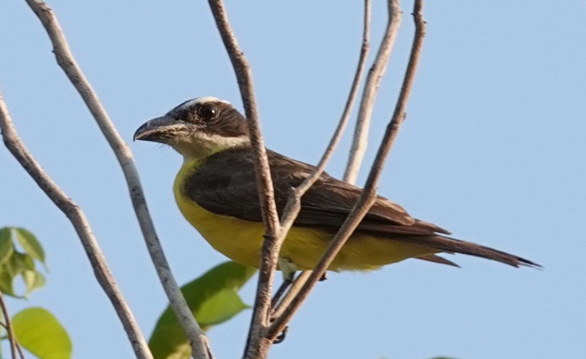 Boat-billed Flycatcher - ML629549460
