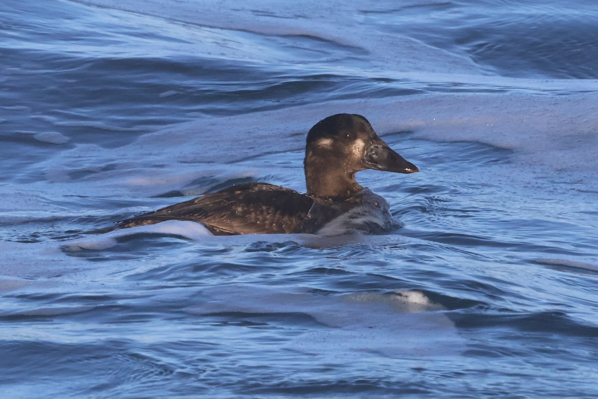 Surf Scoter - ML629549743