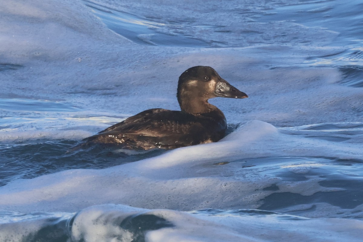Surf Scoter - ML629549744