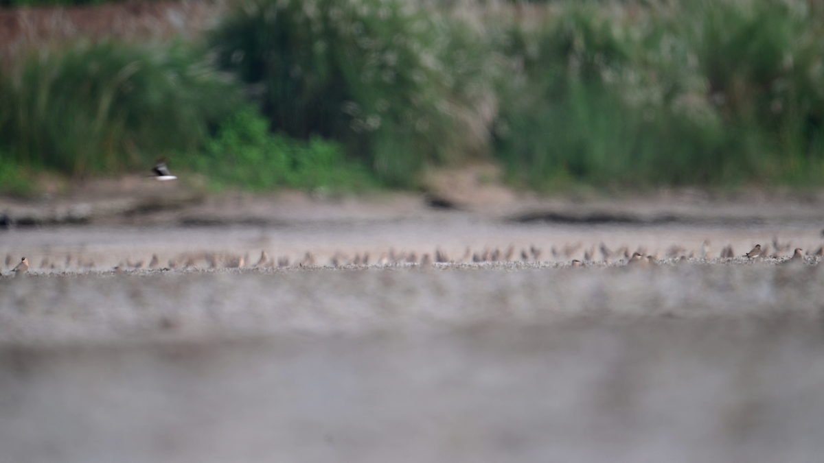 Small Pratincole - ML629549899