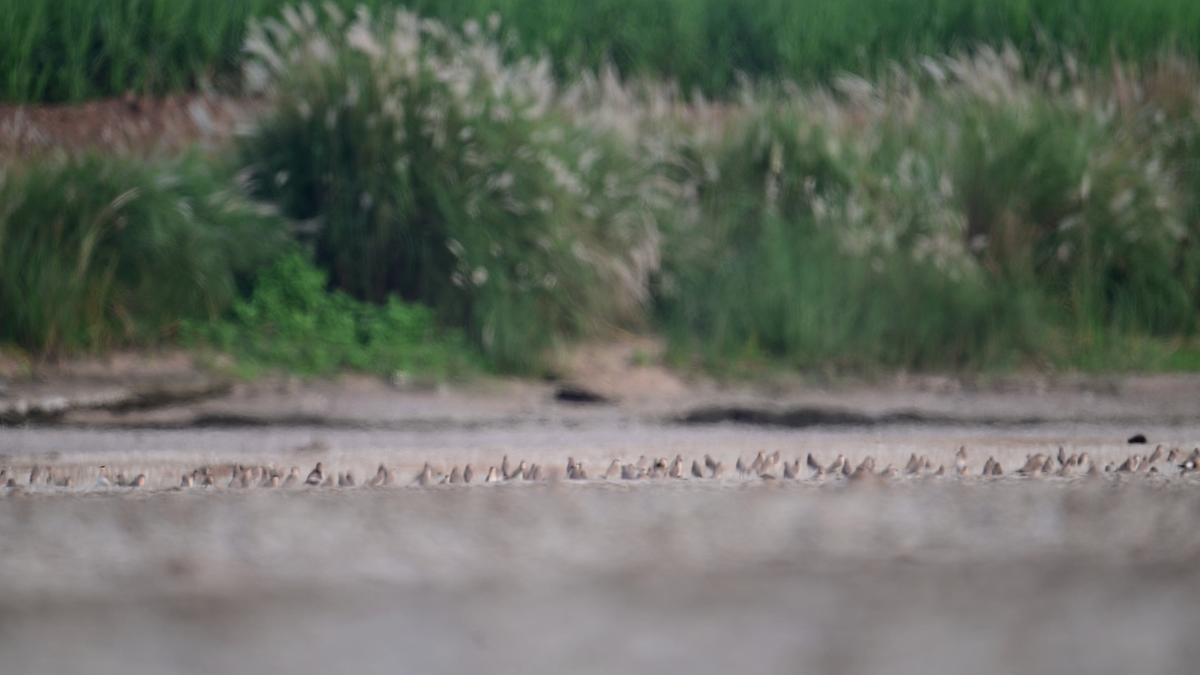 Small Pratincole - ML629549939