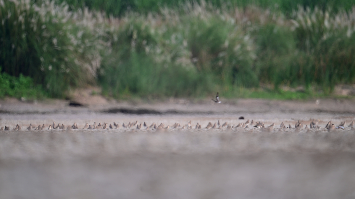 Small Pratincole - ML629549948