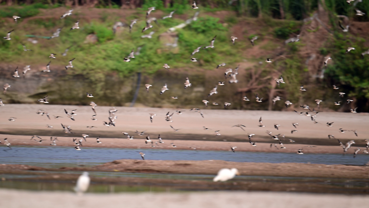 Small Pratincole - ML629549955