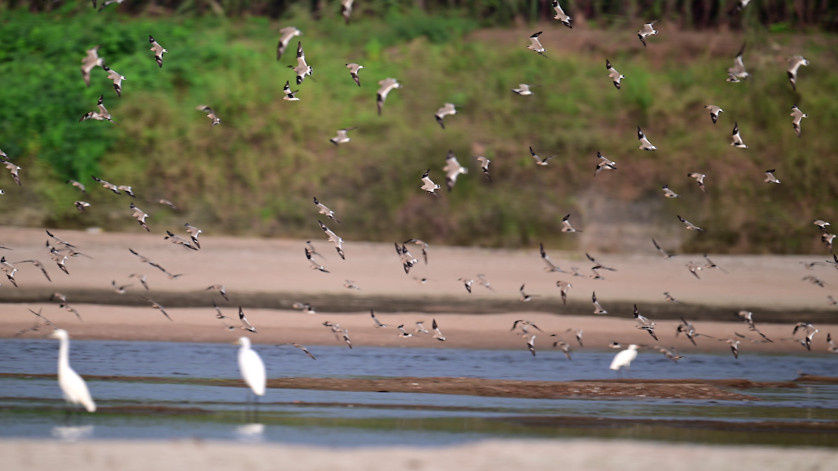 Small Pratincole - ML629549959