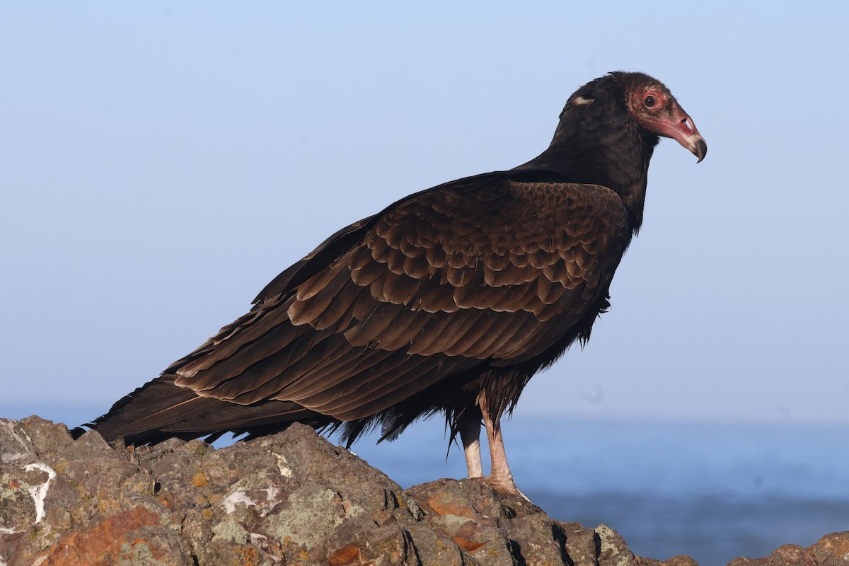 Turkey Vulture - ML629549984