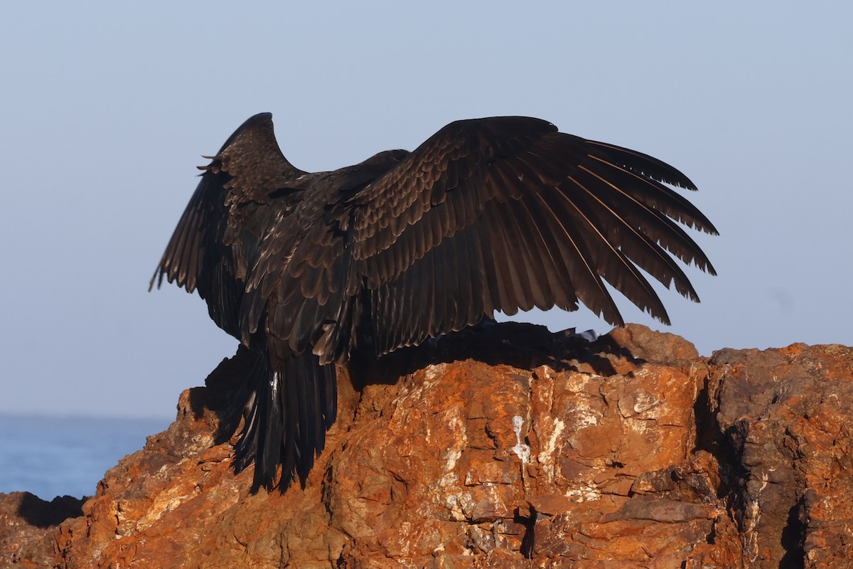 Turkey Vulture - ML629549988