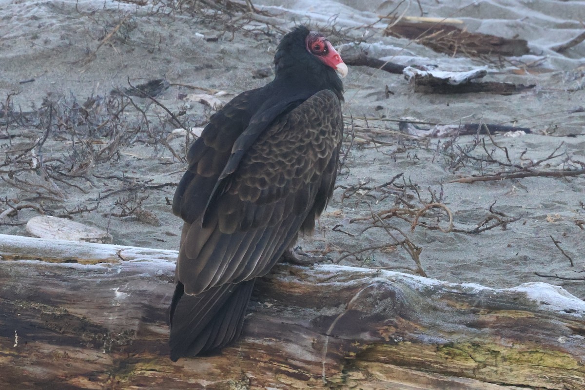 Turkey Vulture - ML629550009