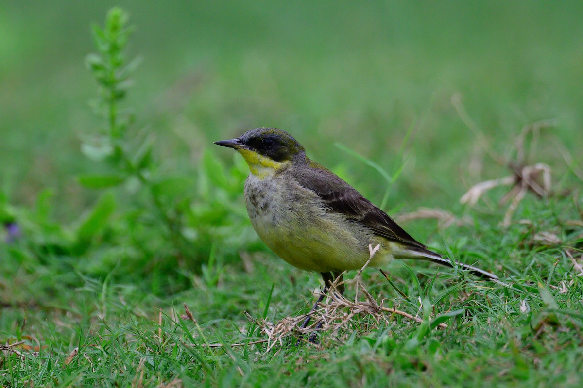 Eastern Yellow Wagtail - ML629550262