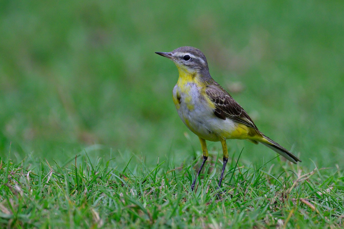 Eastern Yellow Wagtail - ML629550268