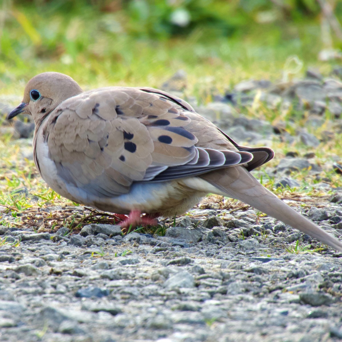 Mourning Dove - ML629550271