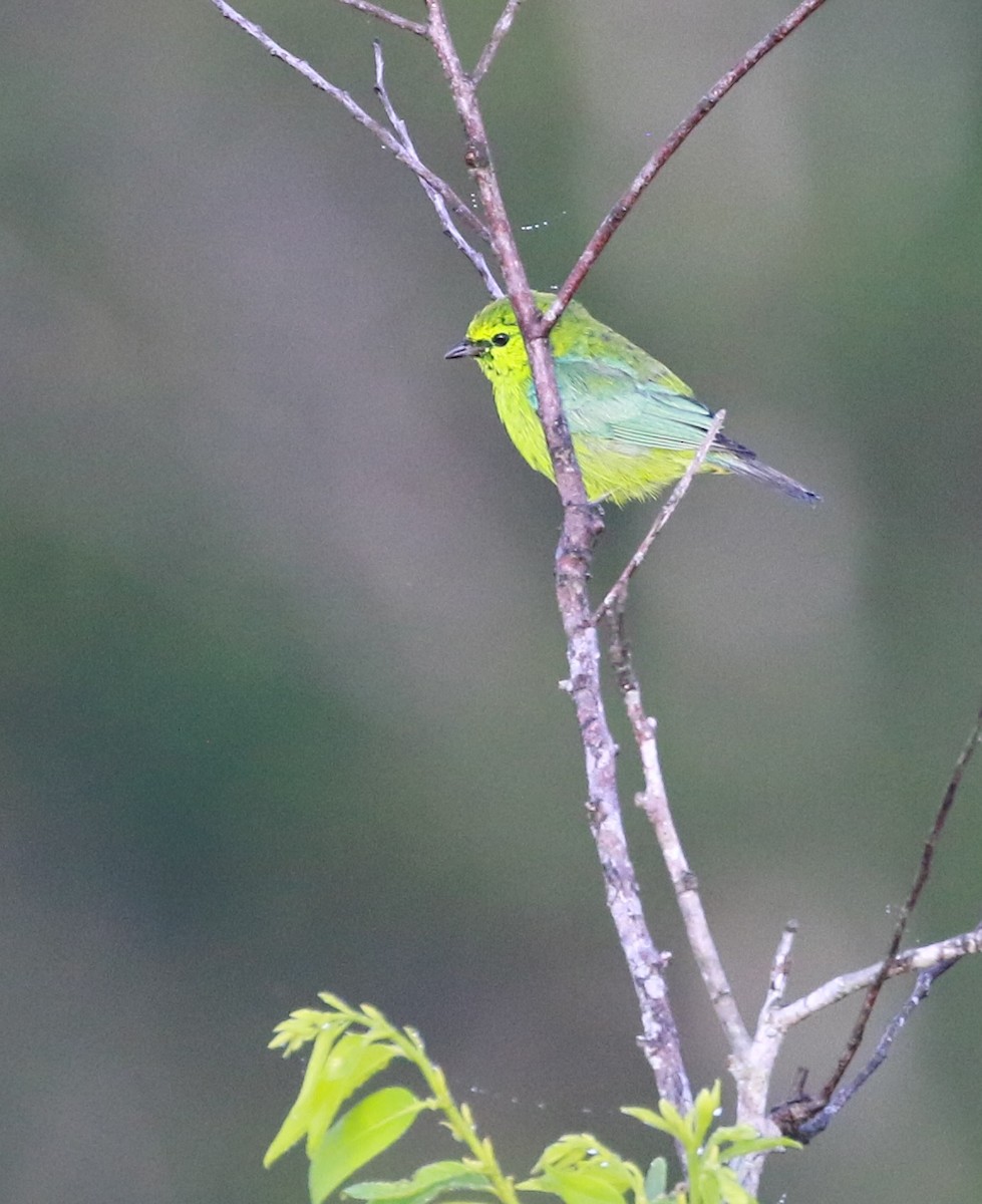 Dotted Tanager - ML629550297