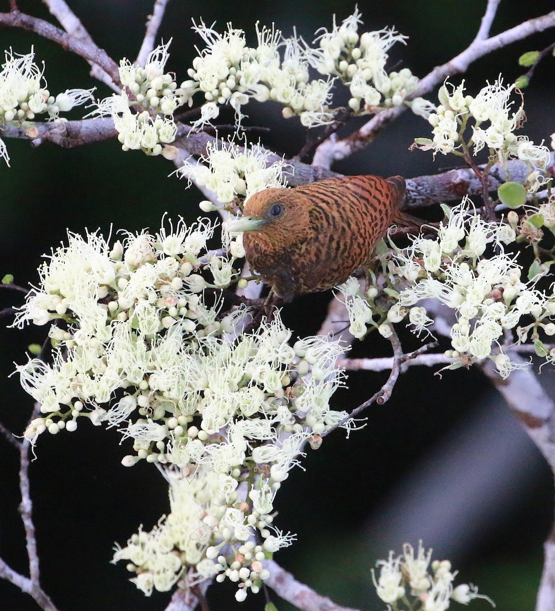 Waved Woodpecker (Waved) - ML629550331