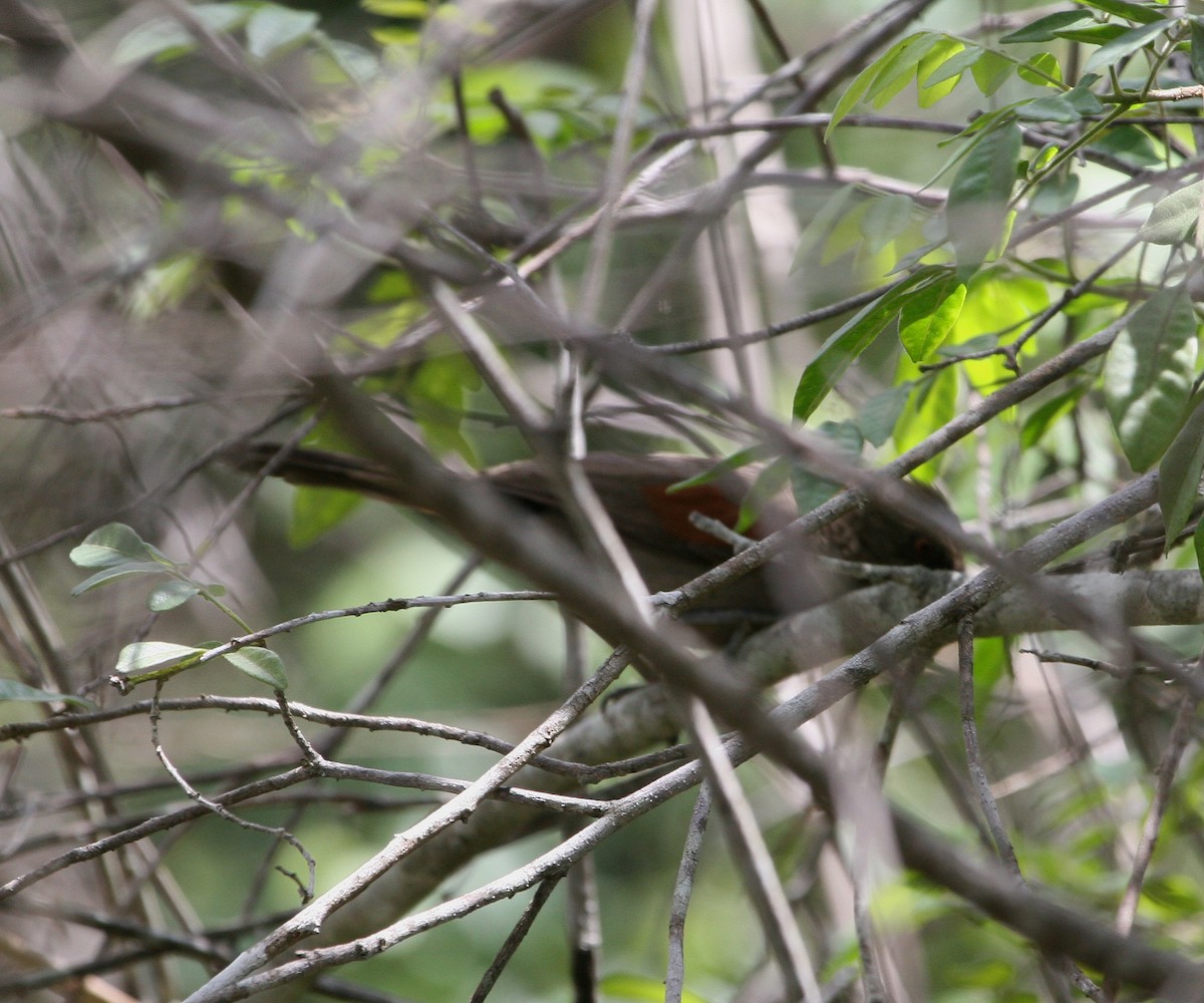 Red-shouldered Spinetail - ML629550507