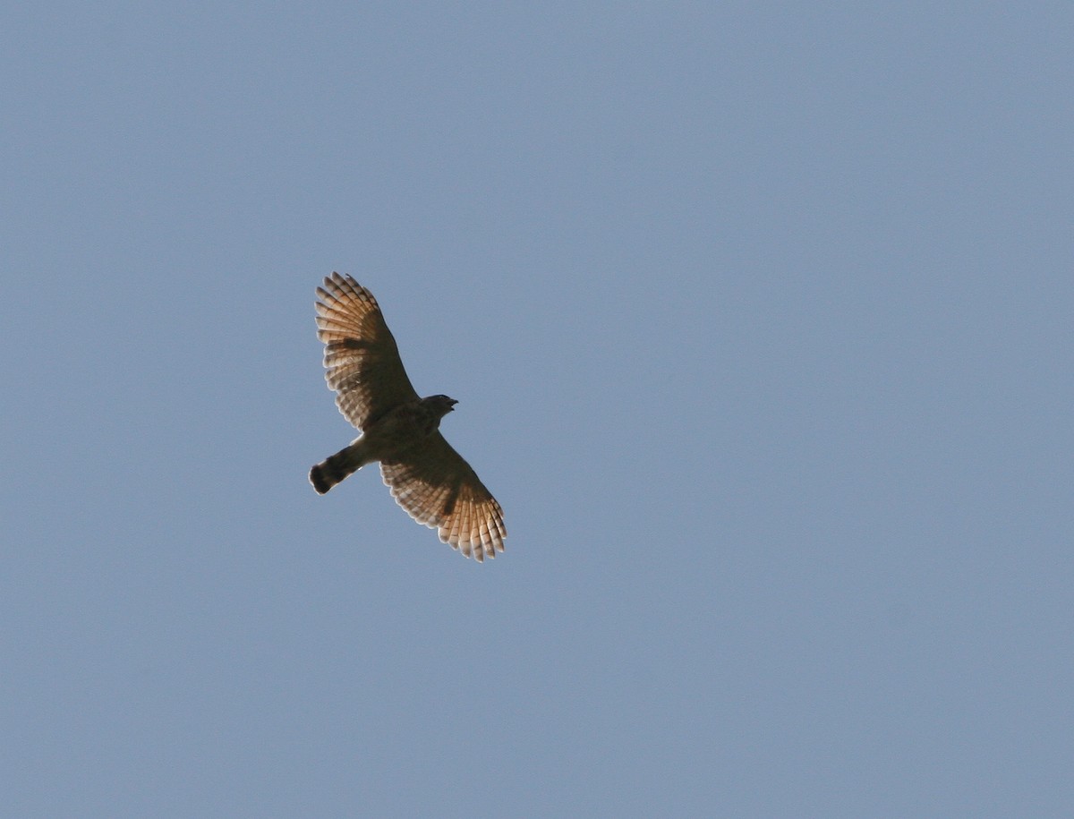 Roadside Hawk (Southern) - ML629550529