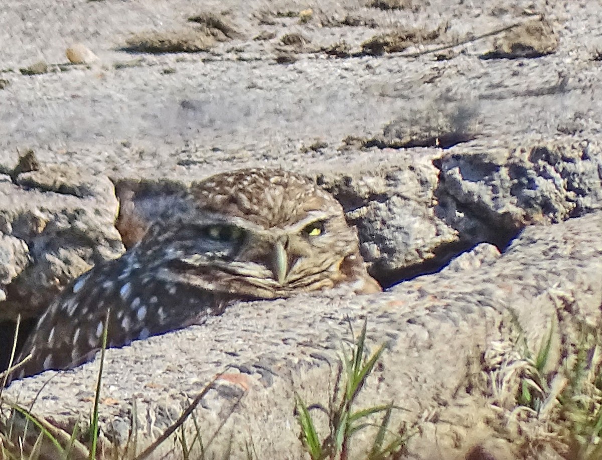 Burrowing Owl - ML629550899