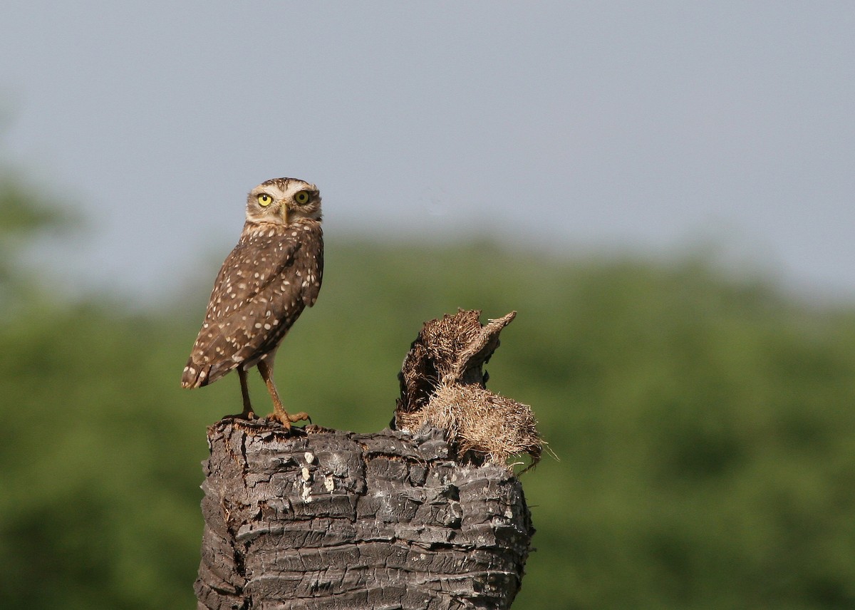 Burrowing Owl (grallaria) - ML629551188