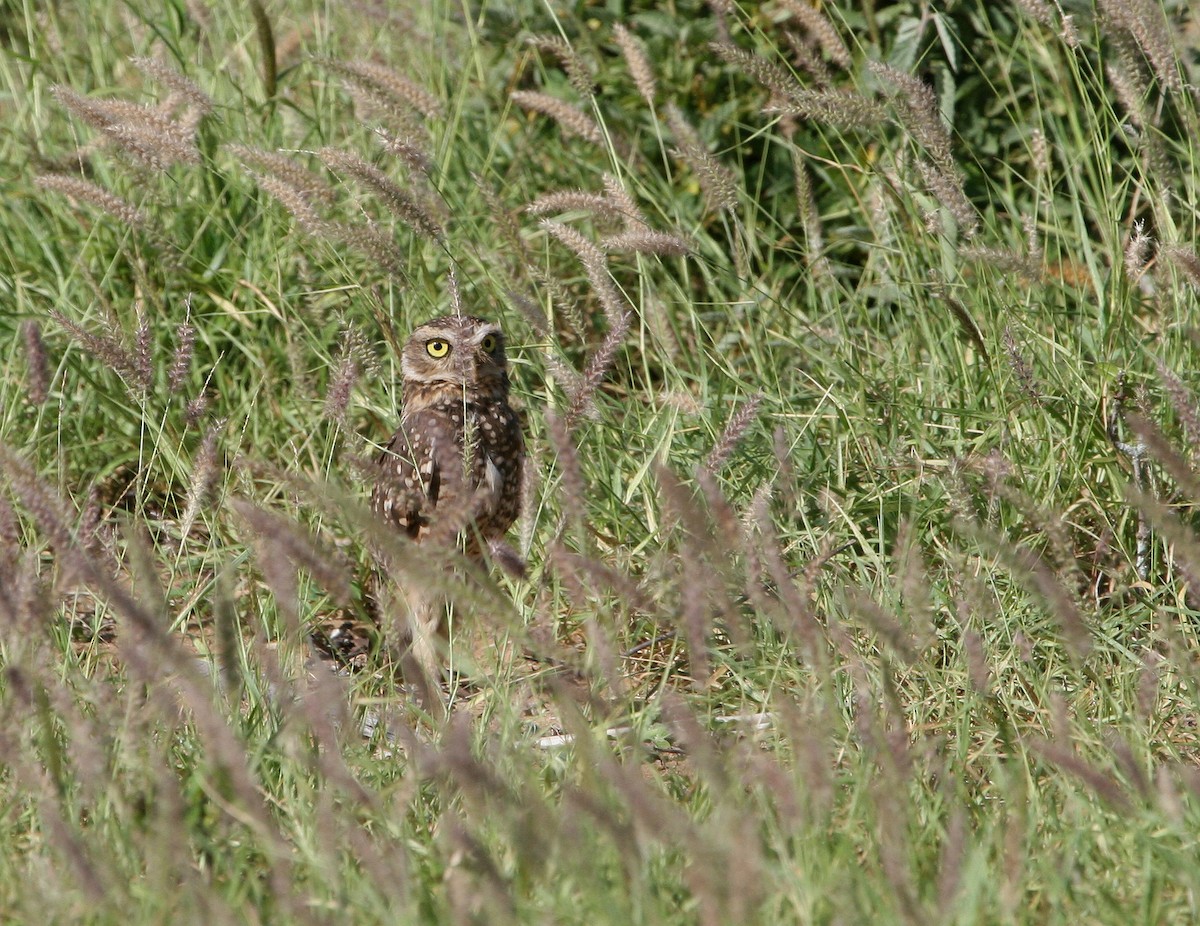 Burrowing Owl (grallaria) - ML629551189