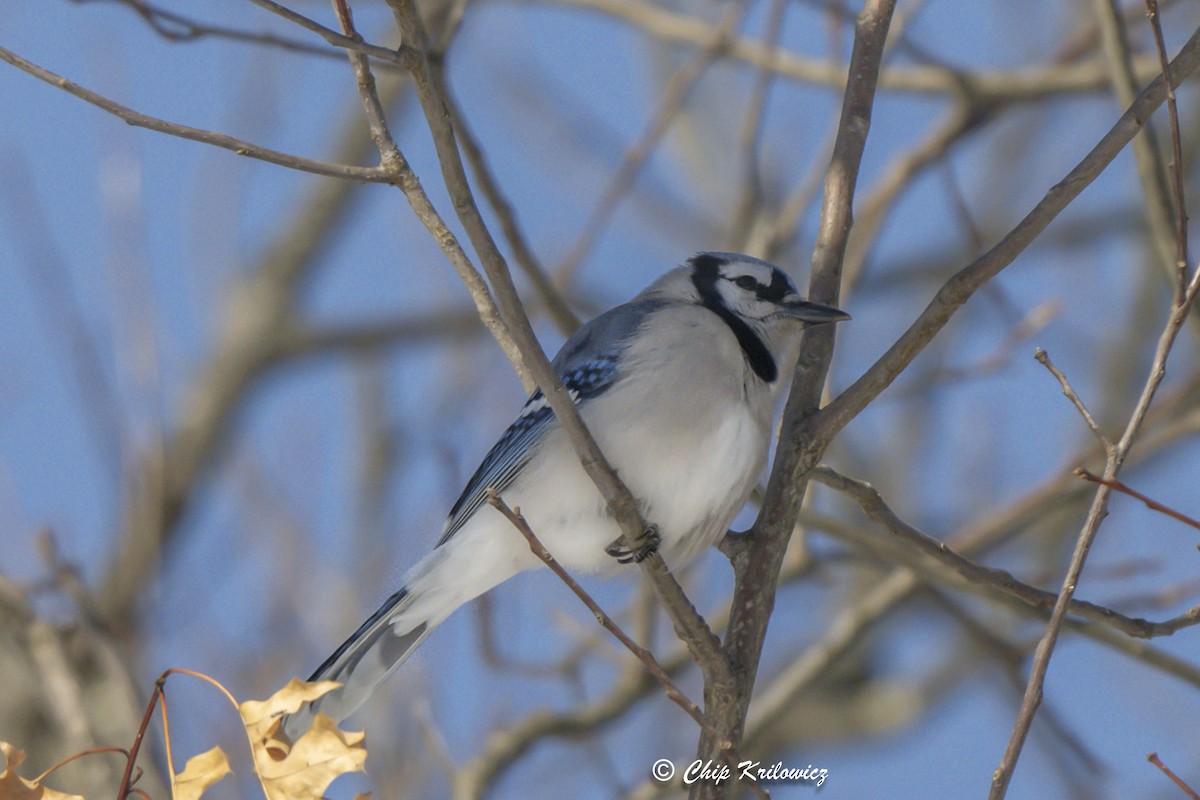 Blue Jay - ML629551316