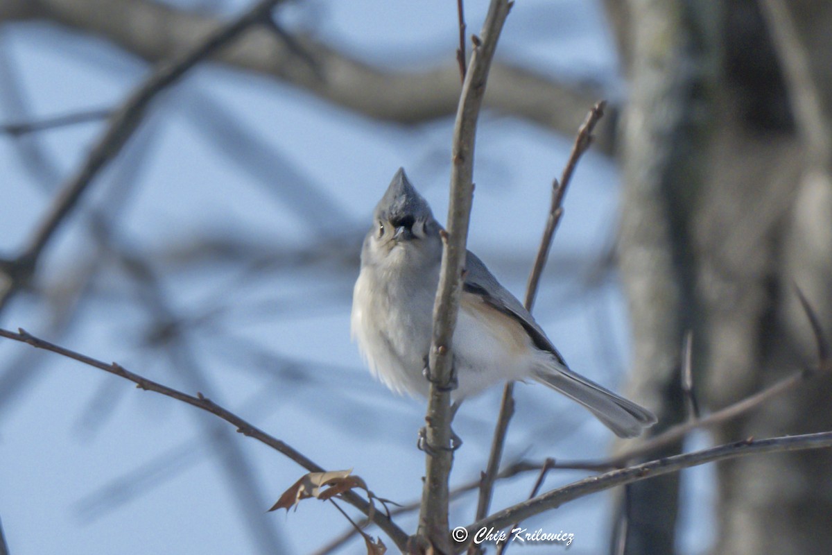 Tufted Titmouse - ML629551321