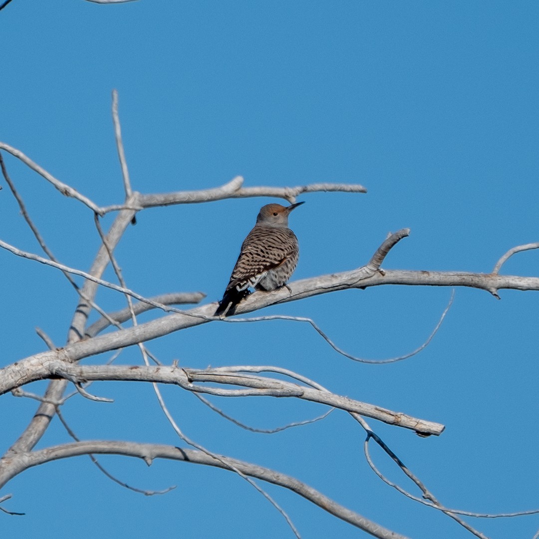 Northern Flicker - ML629551338