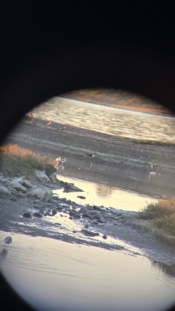 Black Skimmer - ML629551355