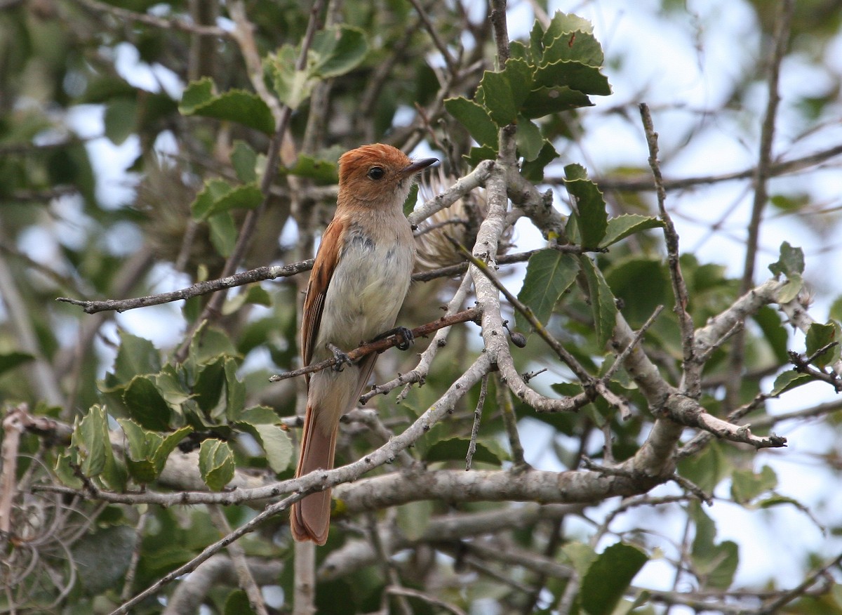 Ash-throated Casiornis - ML629551371