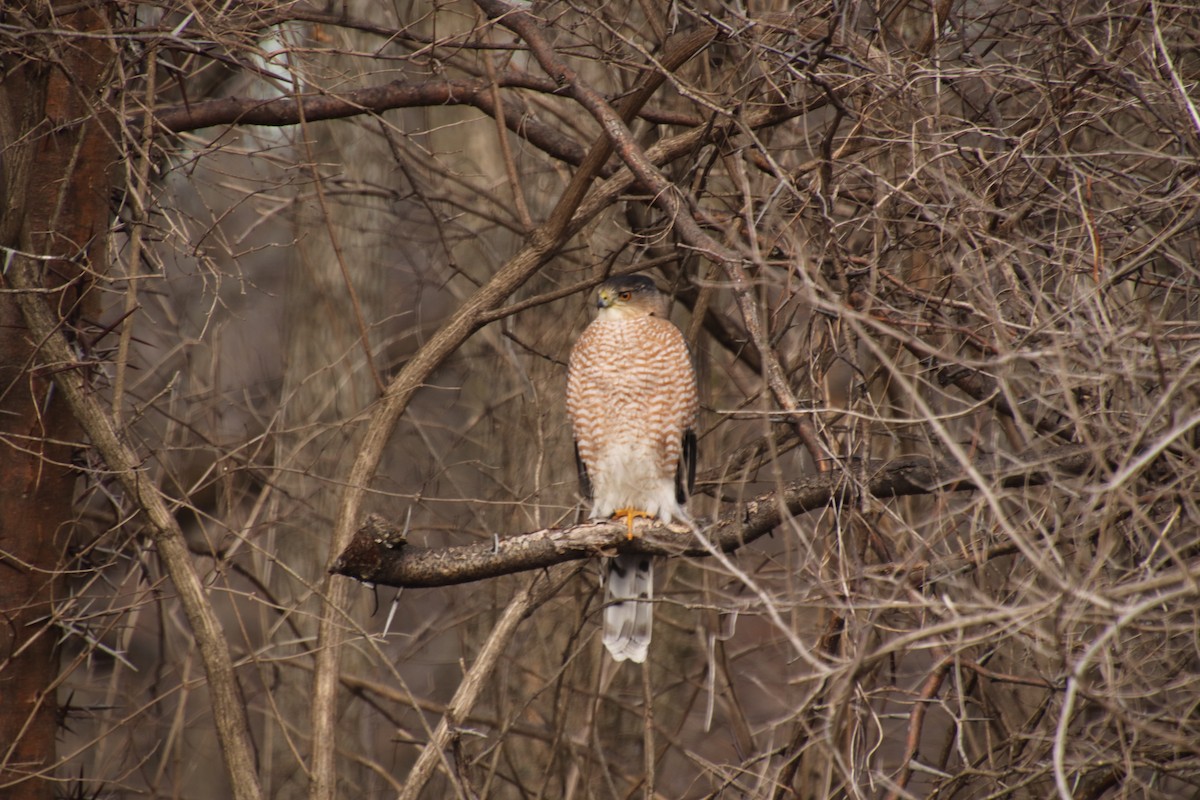 Cooper's Hawk - ML629551613