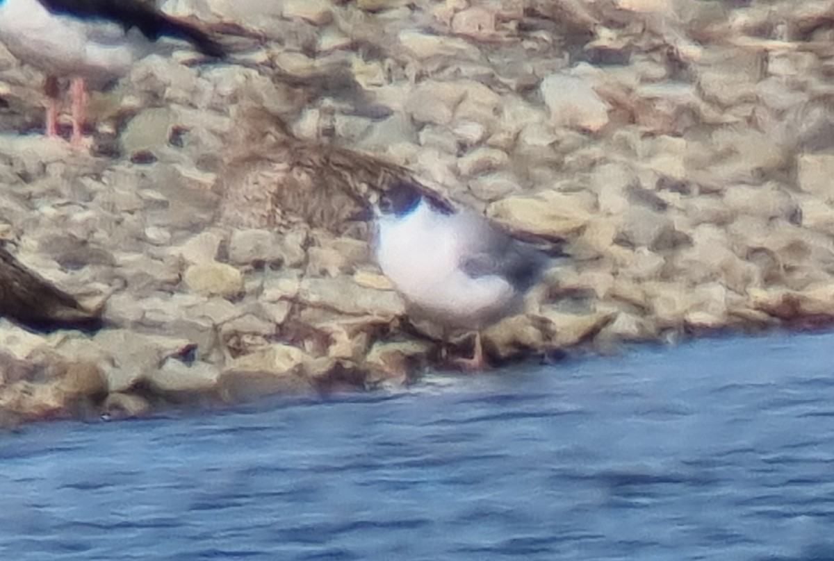 Bonaparte's Gull - ML629551681