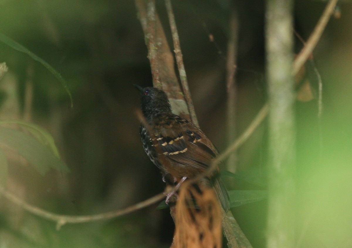 Scalloped Antbird - ML629551932