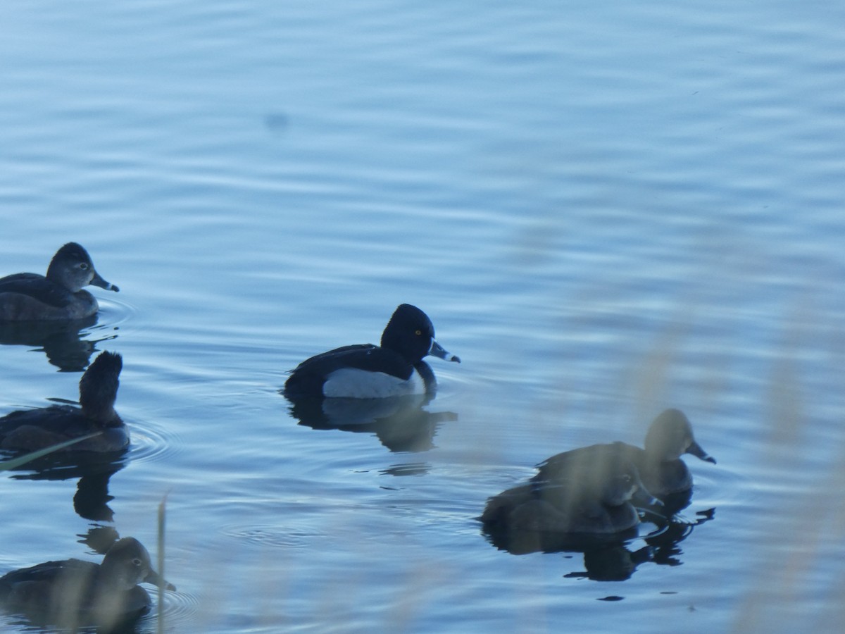 Ring-necked Duck - ML629552074