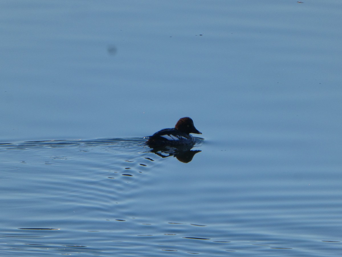 Common Goldeneye - ML629552082