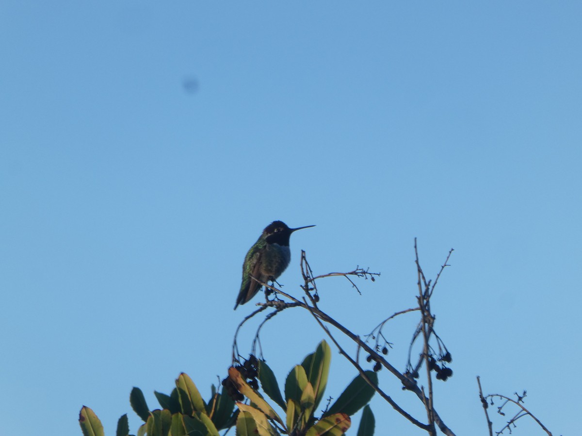 Anna's Hummingbird - ML629552087