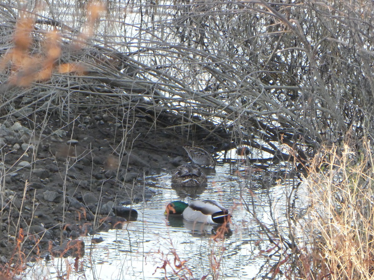 Wilson's Snipe - ML629552098