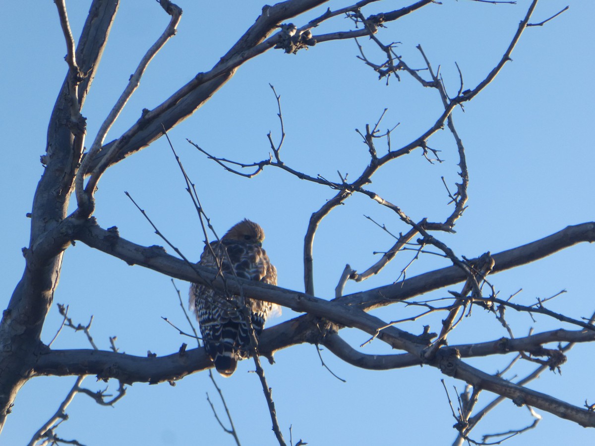 Red-shouldered Hawk - ML629552108
