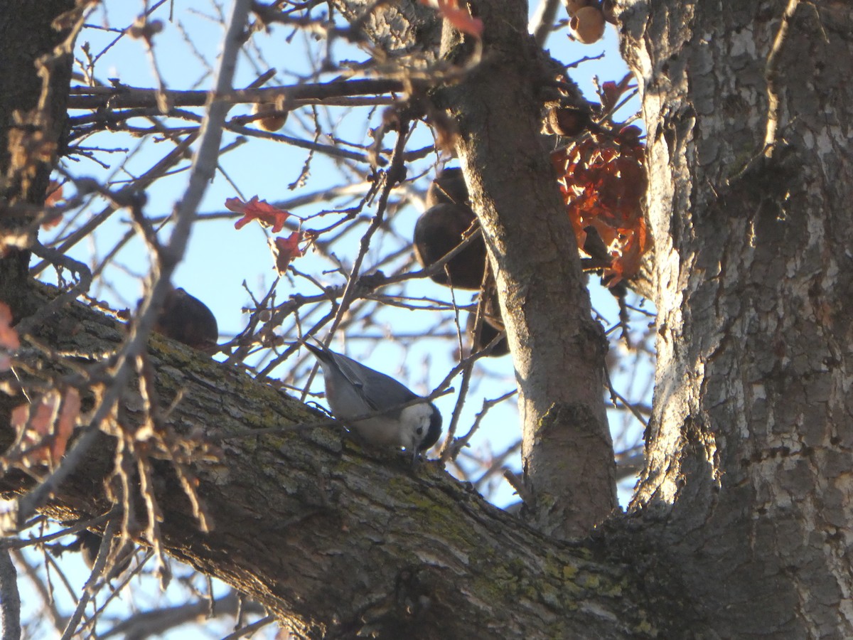 White-breasted Nuthatch - ML629552118